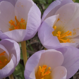 Crocus niveus